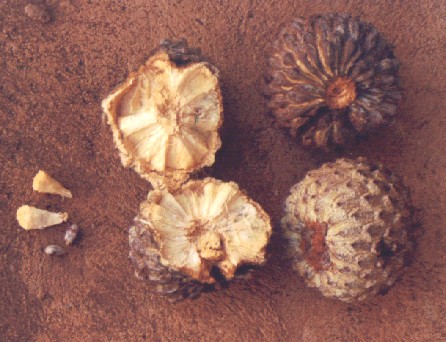 aratic2.jpg (51903 bytes)