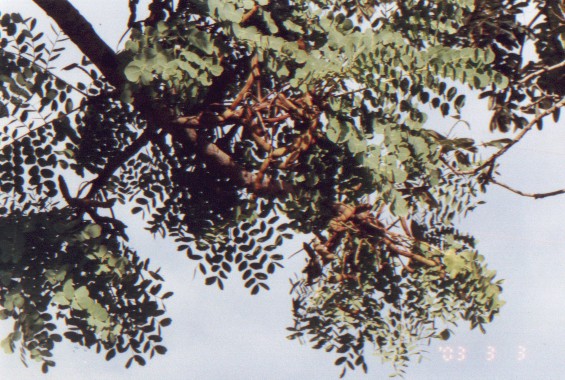 barbati2.jpg (91382 bytes)