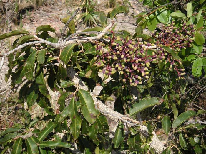 benjoei.jpg (83986 bytes)