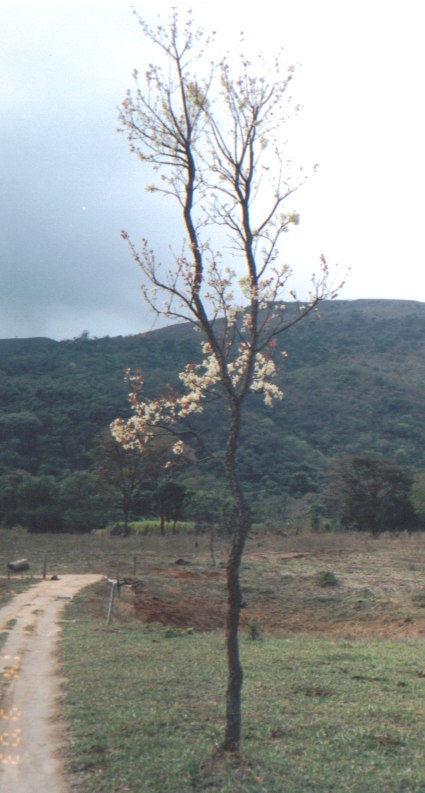 cagaita2.jpg (68231 bytes)