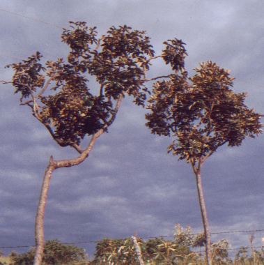 mandioq1.jpg (27155 bytes)