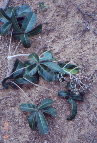 mandioq2.jpg (43812 bytes)