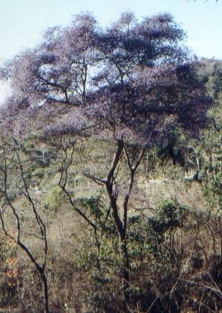 sucpt1.jpg (149842 bytes)