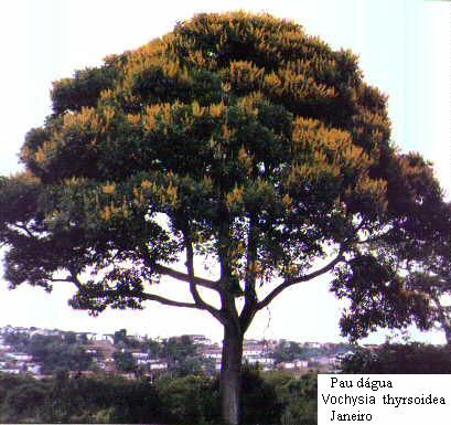 01paudag.jpg (40381 bytes)